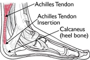 Achilles Tendon Diagram Illustration